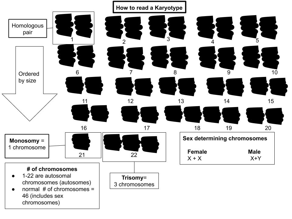 تست کاریوتایپ