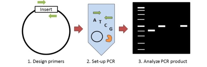 کلونی PCR