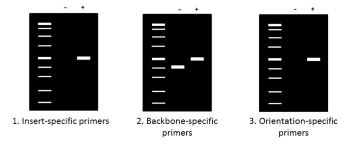 کلونی PCR