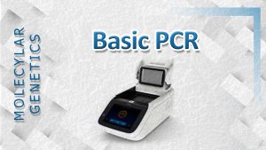 basic pcr