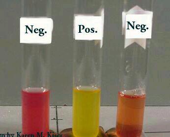 متیل رد چیست؟