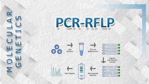 تکنیک RFLP در PCR