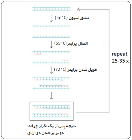 taq polymerase چیست
