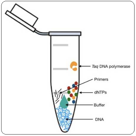 taq polymerase چیست