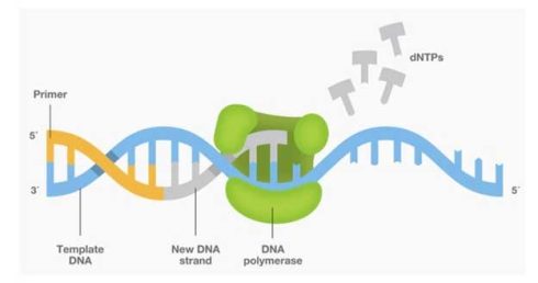 taq polymerase چیست