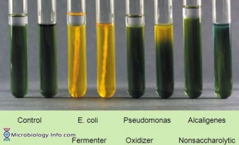تخمیر اکسیداتیو Oxidative fermentative OF