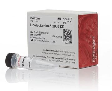 لیپوفکتامین چیست؟