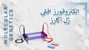 الکتروفورز ژل آگارز چیست؟