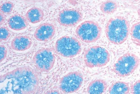 رنگ آبی آلسیان Alcian blue