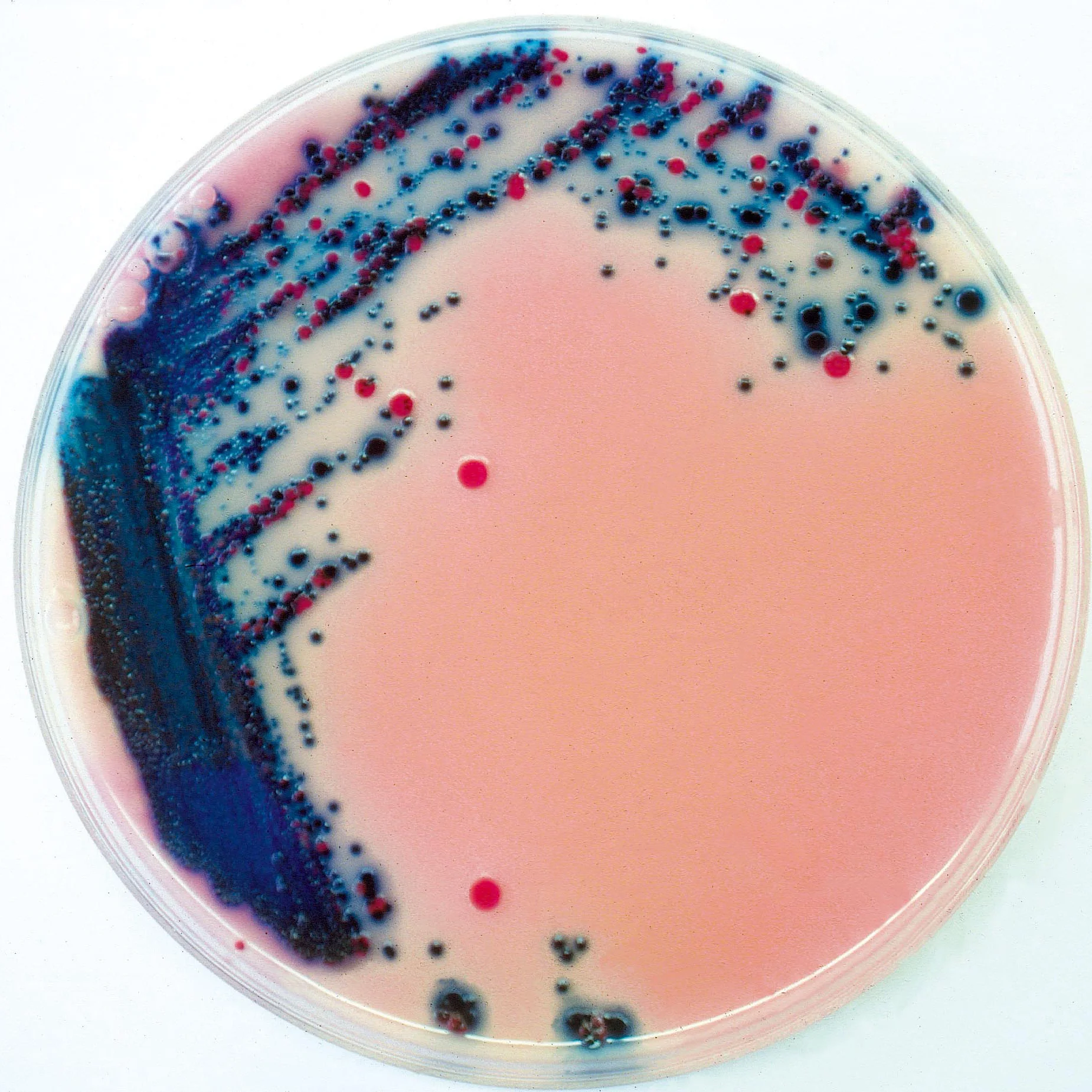 رامباخ آگار (Rambach agar)
