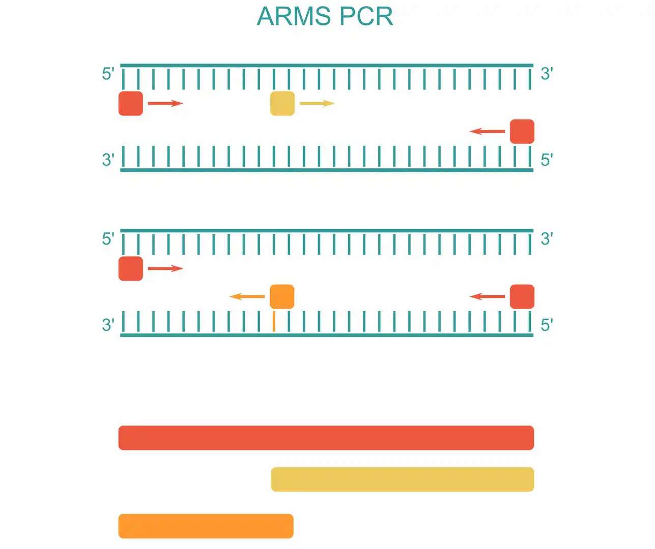 ARMS PCR