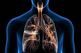 تنفس روده ای در پستانداران