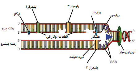 replication-3