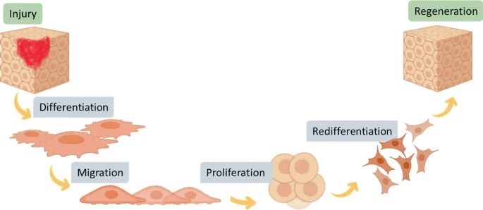 بازسازی بافت
