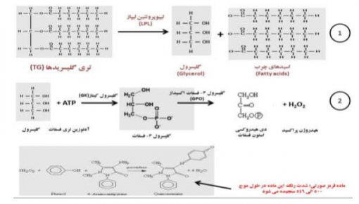 آزمایش سنجش تری گلیسرید در خون