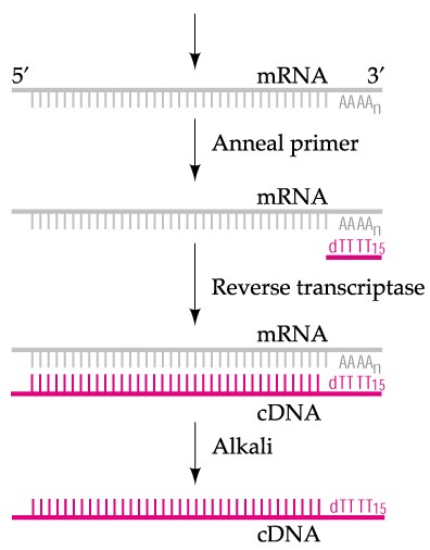 DNA مکمل
