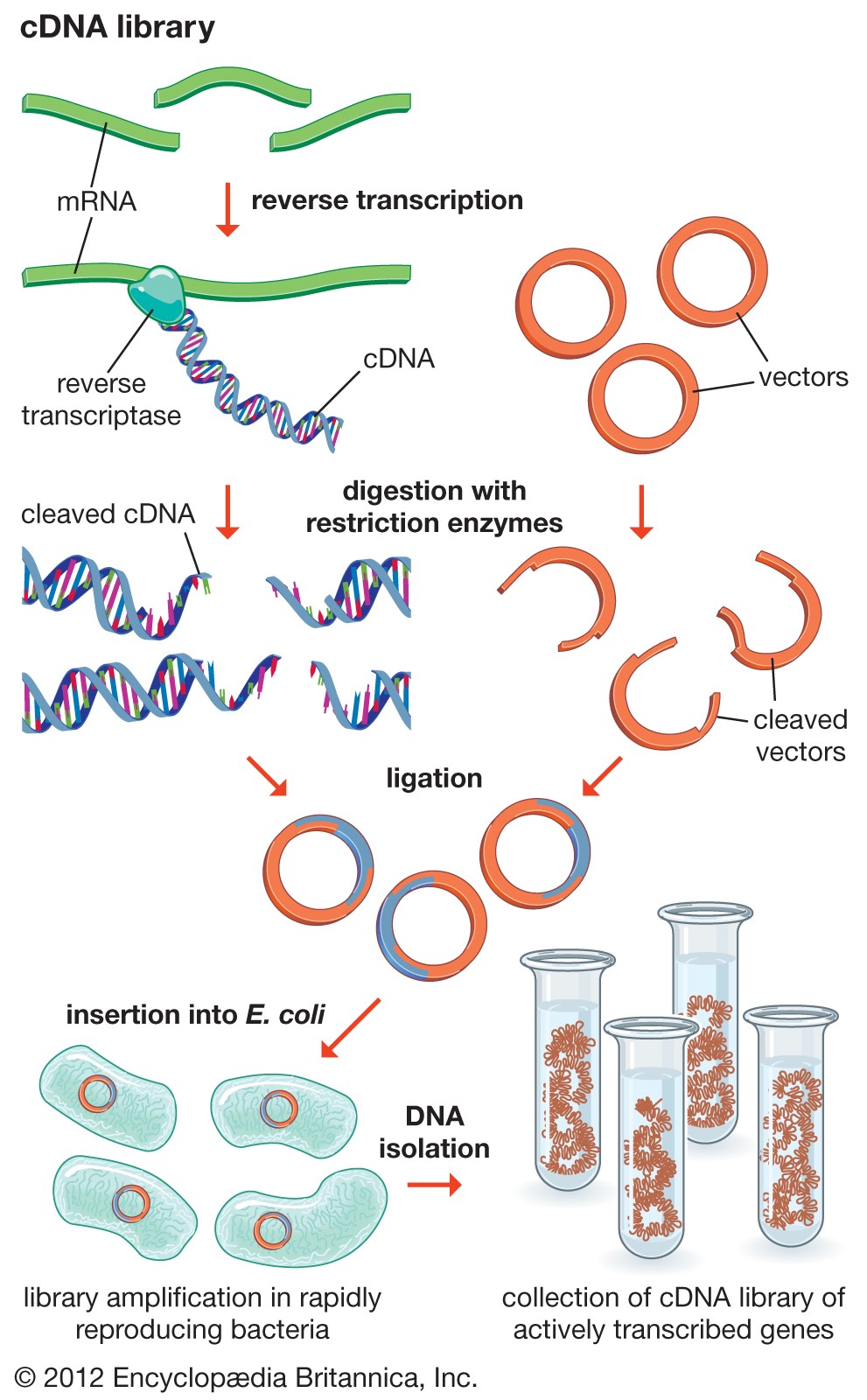 DNA مکمل