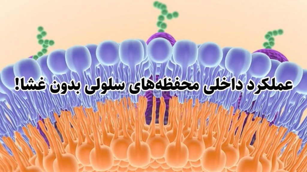 علم غذا با علوم سلولی همکاری میکند تا عملکرد داخلی محفظه‌های سلولی بدون غشا را توضیح دهد!