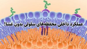 علم غذا با علوم سلولی همکاری میکند تا عملکرد داخلی محفظه‌های سلولی بدون غشا را توضیح دهد!