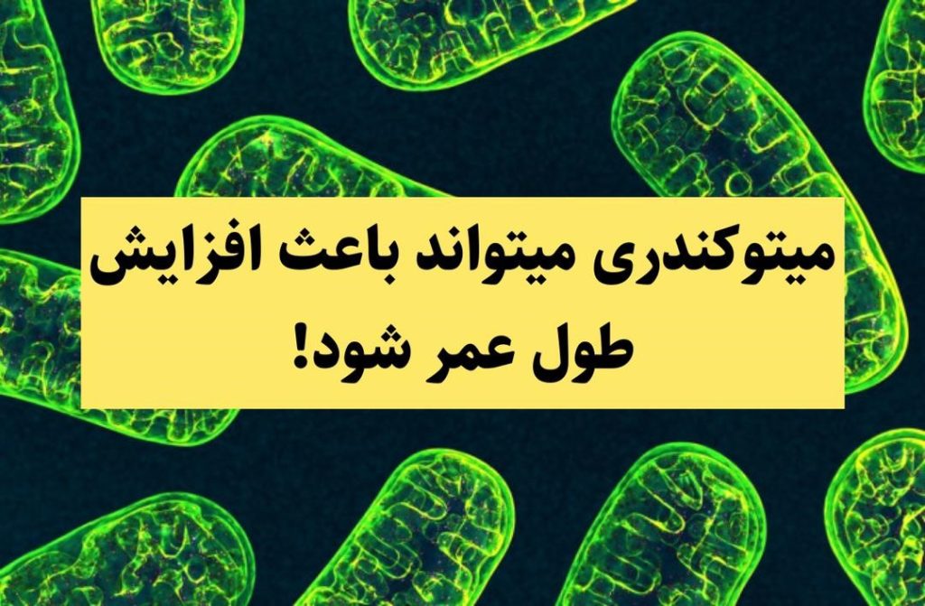 میتوکندری میتواند باعث افزایش طول عمر شود!