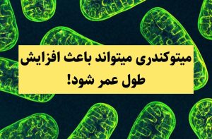 میتوکندری میتواند باعث افزایش طول عمر شود!