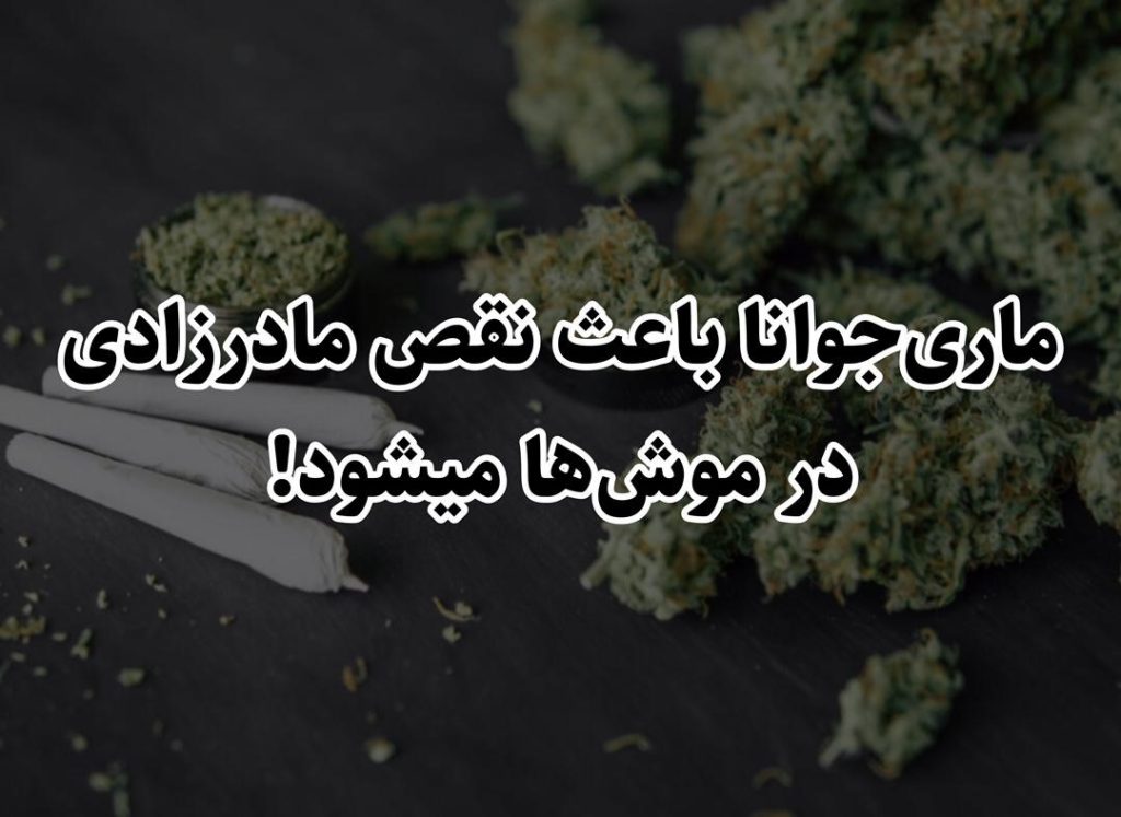 ماری‌جوانا باعث نقص مادرزادی در موش‌های حساس میشود!