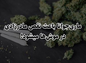 ماری‌جوانا باعث نقص مادرزادی در موش‌های حساس میشود!