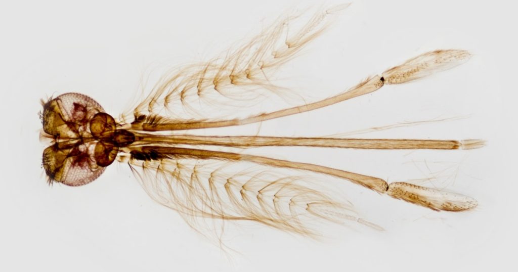 گرمسیری