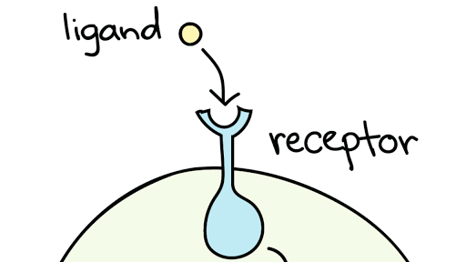 receptor and ligand