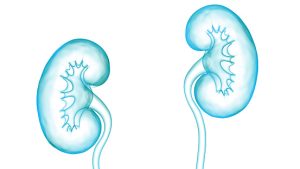 دانشمندان با موفقیت دو کلیه را از یک خوک اصلاح شده ژنتیکی به انسان پیوند زدند.