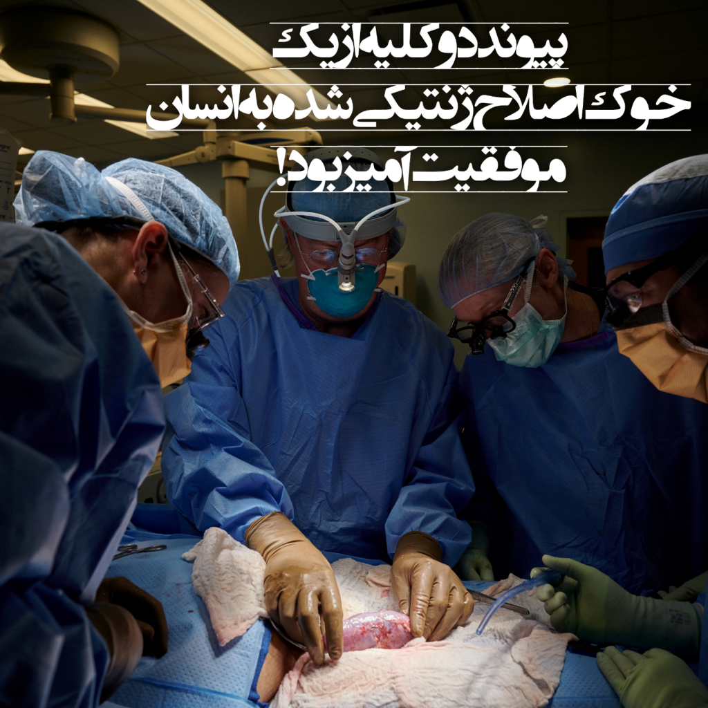 کلیه