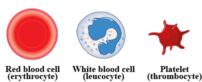 انواع گلبول