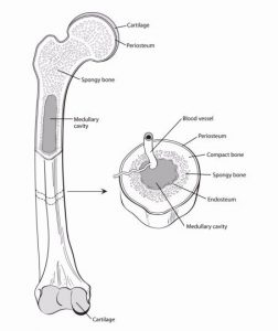 سرطان استخوان (Bone Cancer)