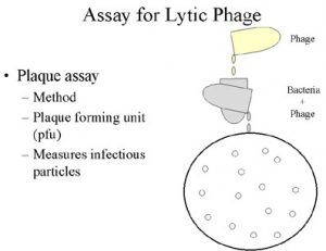 باکتریوفاژ