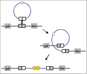 باکتریوفاژ