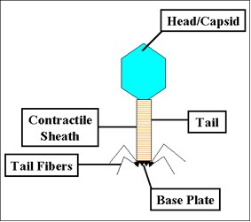 باکتریوفاژ