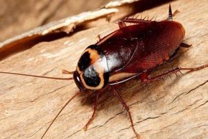 تکنیک ویرایش ژن CRISPR اکنون در سوسک‌ها!؟