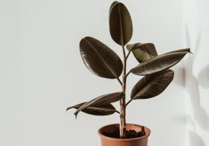 گیاهان تصفیه‌کننده هوا 