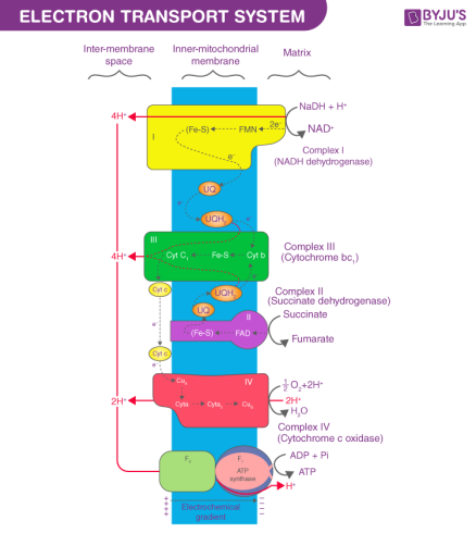 میتوکندری و زنجیره انتقال الکترون چیست؟