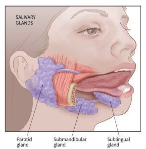 سرطان غدد بزاقی (Salivary Gland Cancer) چیست؟