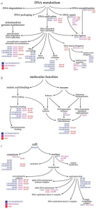 ترسیم نمودارهای Gene Ontology