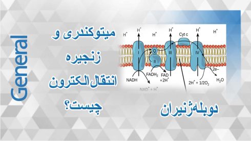 میتوکندری و زنجیره انتقال الکترون چیست؟