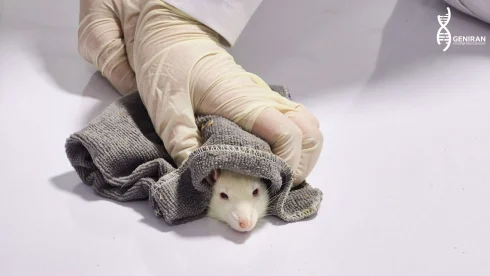  سپس رت را به سطحی که بتواند روی آن چنگ بزند منتقل  می کنیم . در این حالت بهتر است از یک دستمال جهت جلوگیری از دید حیوان استفاده کرد. به این صورت که هنگامی که حیوان به سطح چنگ می زند دستمال را روی سر و صورت حیوان قرار داده تا جلوی دید حیوان گرفته شود.