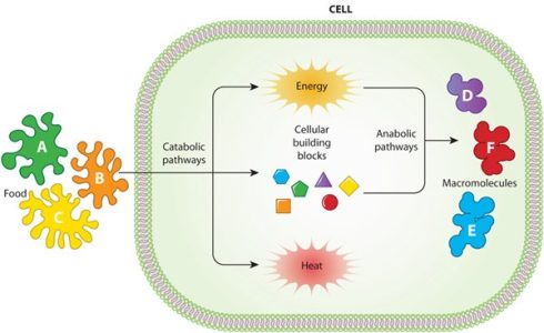 متابولیسم (Metabolism)
