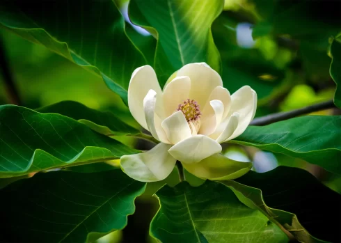 آنژیوسپرم‌ها (گیاهان گلدار)