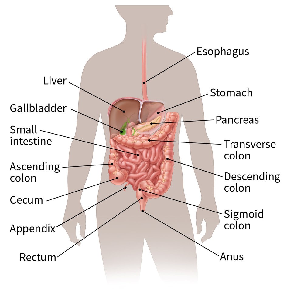 سرطان مری (Esophagus Cancer) چیست؟