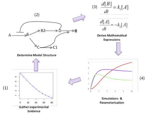 مبانی سیستم بیولوژی