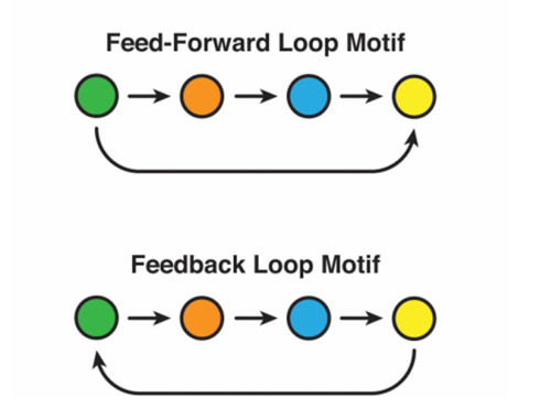 موتیف های شبکه