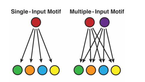 موتیف های شبکه