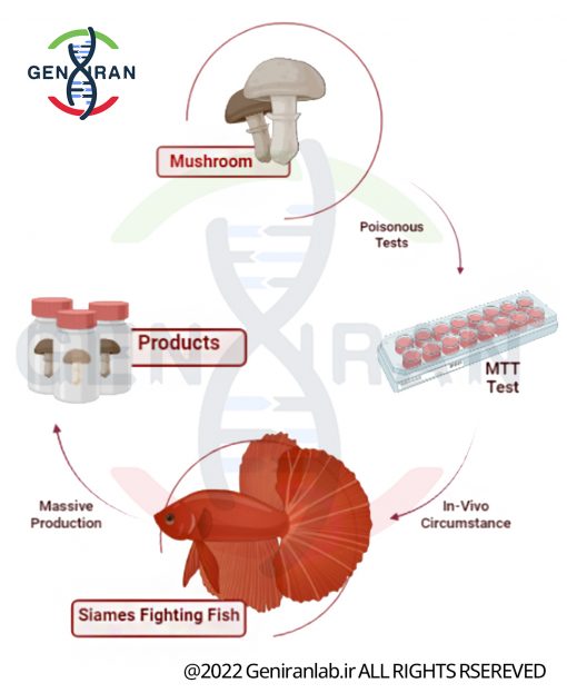 گرافیکال آبسترکت خلاصه تصویری - graphical abstract